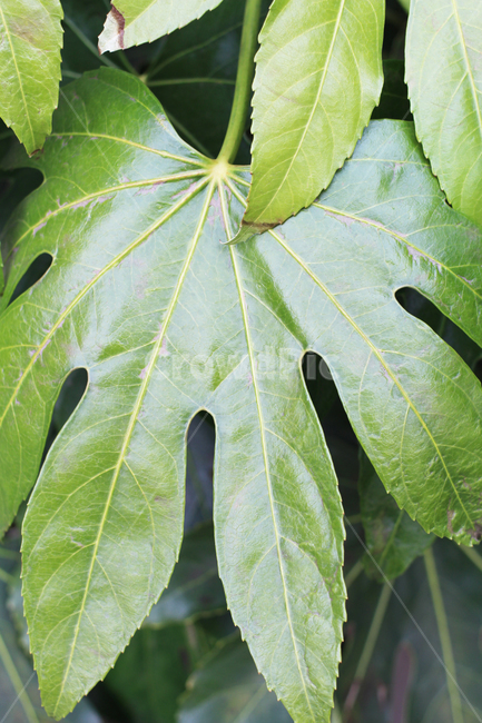 식물,잎,초록,plants,green,leaf,식물,자연,plants,nature