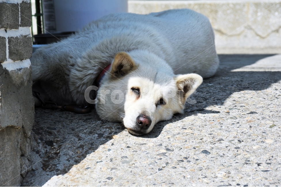 개,마당,낮잠,동물,짐승,집개,애완견,춘곤증,강아지,동물,animal,포유류,mammal,개,강아지,dog,doggy