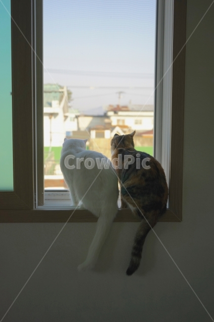동물,고양이,친구,함께,동행,동물,animal,포유류,mammal,고양이,cat,kitten,kitty