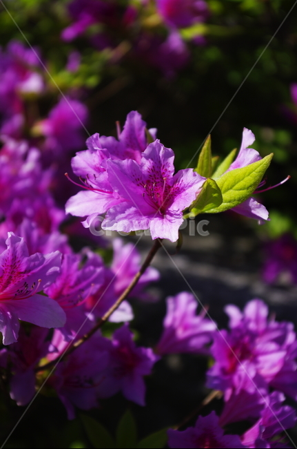 철쭉,식물,plant,자연,nature,꽃,flower,계절,봄,spring,식물,자연,plants,nature,꽃,flower