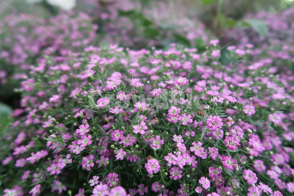 plant,식물,blossom,flower,꽃,공원,봄,봄꽃,봄날,햇빛,풀,가든,park,spring,springflower,초록,보라,sunny,garden,green,purple
