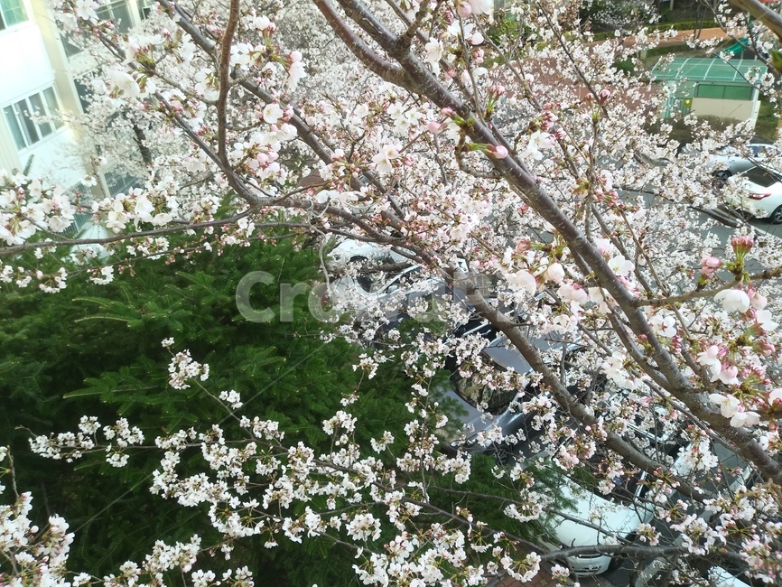 벚꽃,봄,꽃,봄꽃,개화,만개,spring,flowers,botany,식물,나무,나뭇가지,tree,branches,식물,자연,plants,nature,꽃,flower
