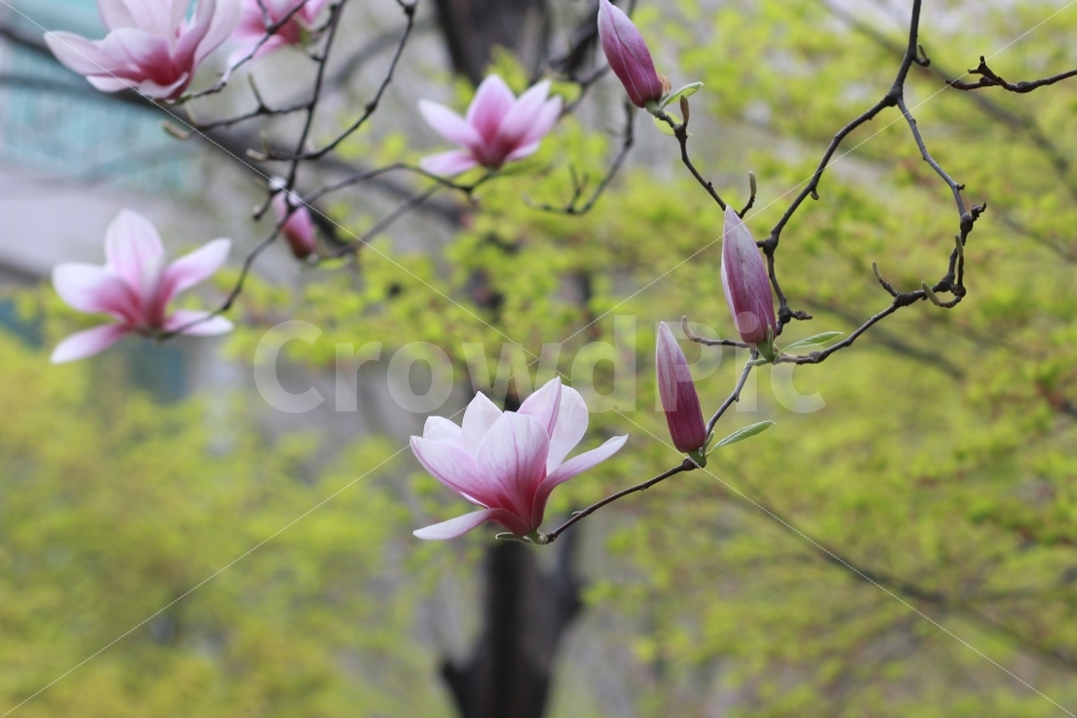 대한민국,꽃,봄,자목련,목련,봄꽃,식물,자연,plants,nature,봄,계절,spring,season,꽃,flower,plant,sprout,새싹,bud,싹,blossom