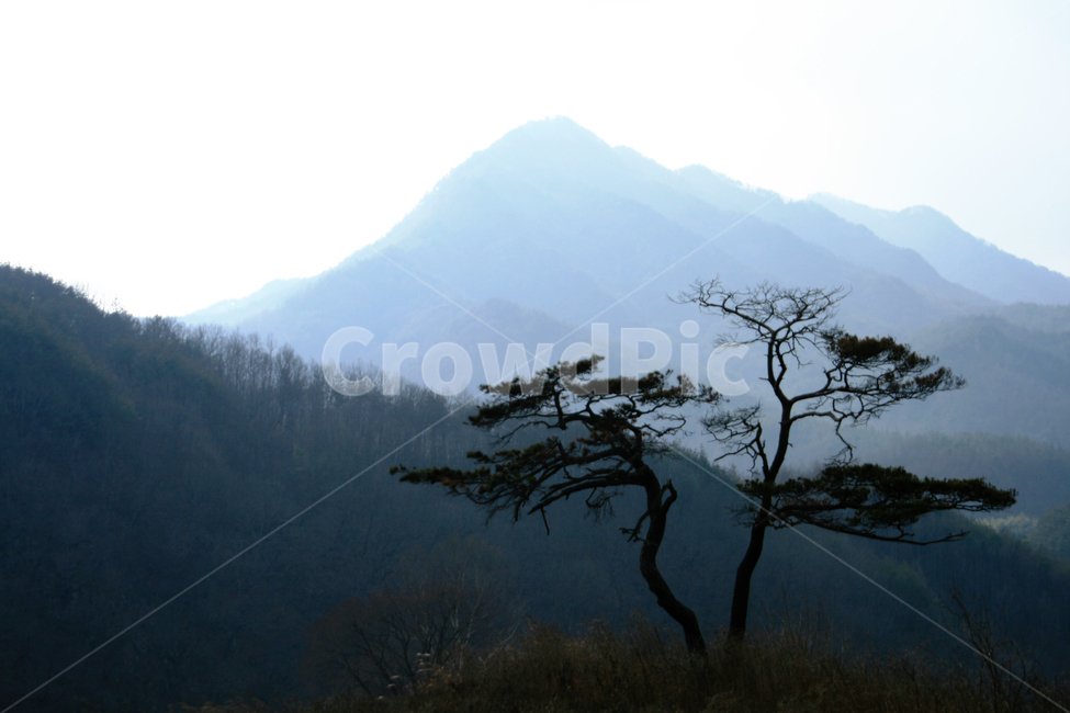 나무,소나무,산,한국,자연