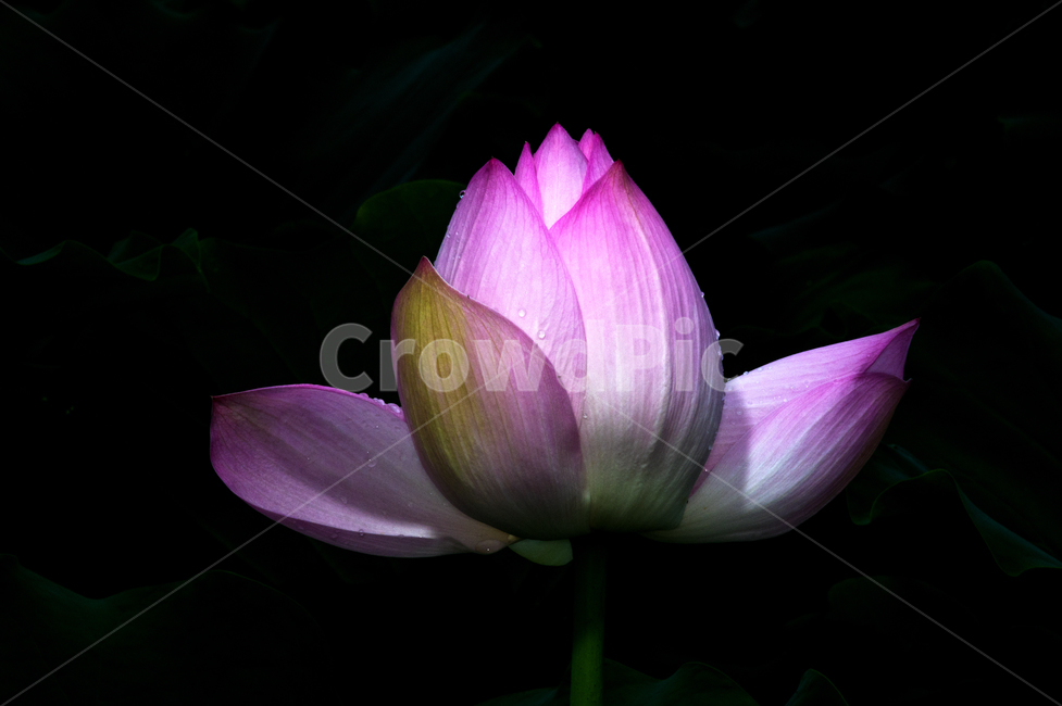 연꽃,연,홍련,blossom,꽃,flower,식물,plant,식물,자연,plants,nature,꽃,flower