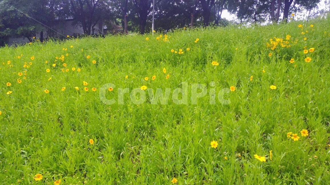 들,옥외,nature,자연,farm,꽃밭
