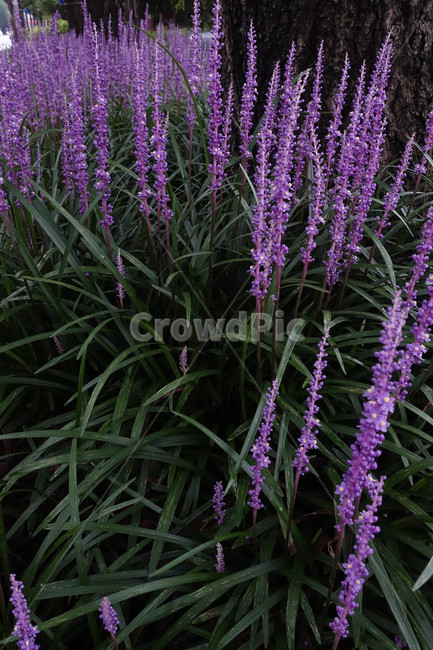 맥문동,보라색,나무,한약재,blossom,flower,꽃,lupin,plant,식물,식물,자연,plants,nature,꽃,flower