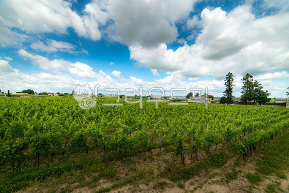 유럽,europe,프랑스,france,생떼밀리옹,saintémilion,saintemilion,와인마을,winevillage,세계문화유산,worldheritage,포도밭,vinyard,wine,와인,보르도,보르도와인,bordeaux,bordeauxwine,프랑스남부,마을,villige,감성,느낌,경치,landscope,자연,nature,grassland,목초지,field,필드,outdoors,옥외,farm,농장