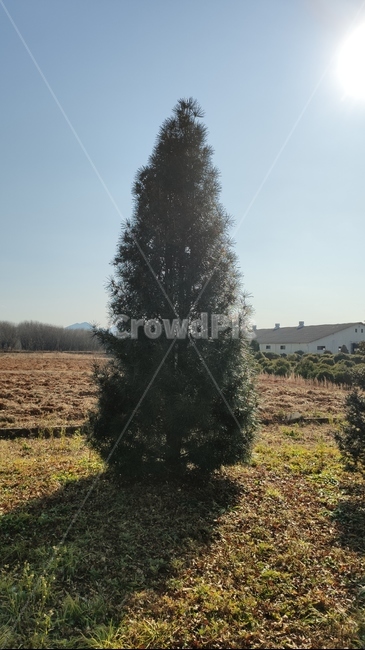금송,pinetree,금솔,plant,식물,tree,나무