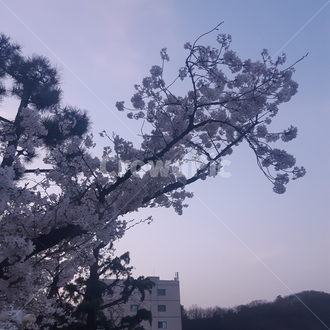 벗꽃,봄,저녁,하늘,꽃,봄,계절,spring,season,plant,식물