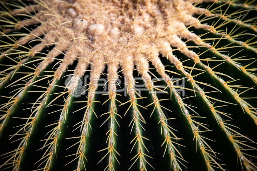 금호선인장,선인장,가시,지중해,garden,thorn,cactus