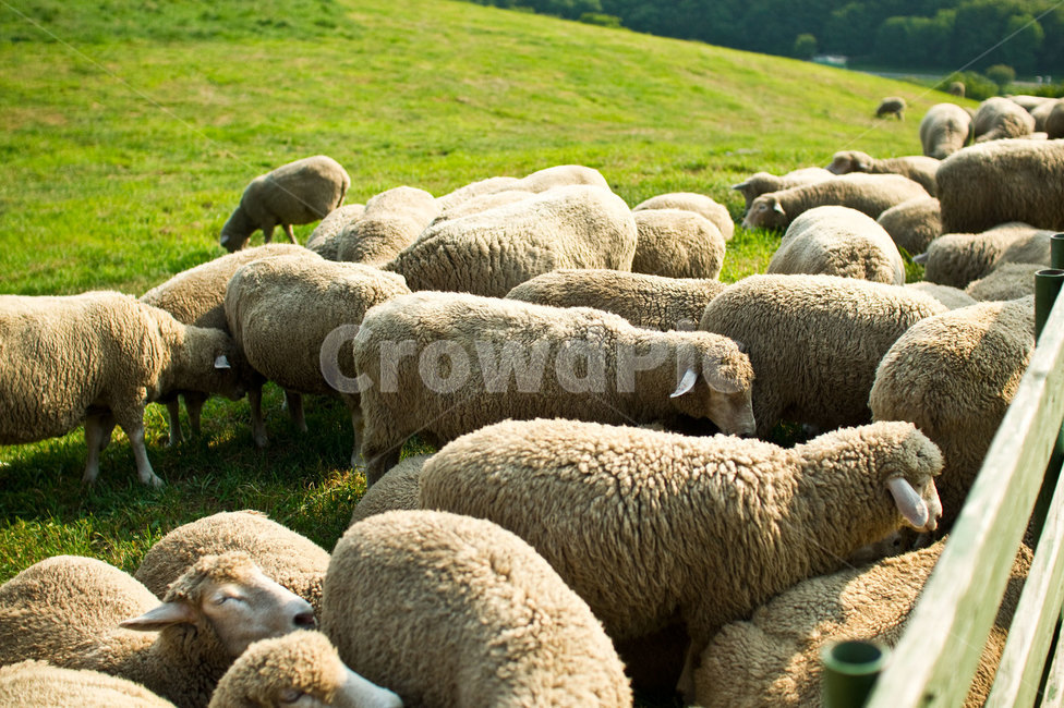 양,양떼,양떼목장,들판,풍경,초원,강원도,대관령,animal,목초지,옥외,nature,목장,field,동물,animal,포유류,mammal,목축업,목장,livestock farming,ranching,pasture