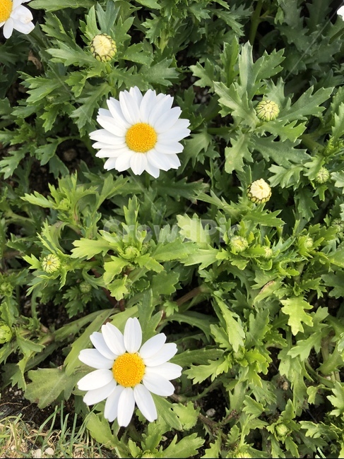 봄꽃,계란후라이꽃,꽃,마가렛,flower