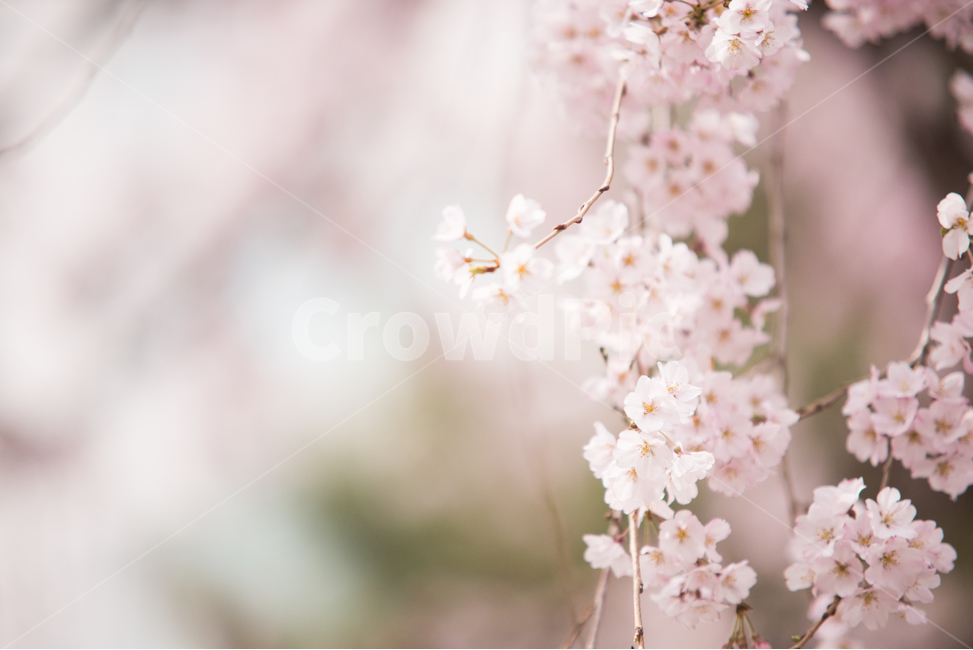 벚꽃,나무,봄,분홍,꽃,봄,계절,spring,season,식물,자연,plants,nature,꽃,flower,감성,sensible,feeling,plant