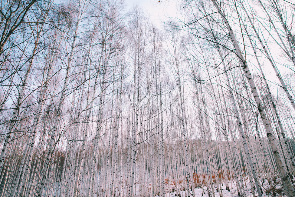 landscape photography,snow scene,snow scenery,travel photos,trees,blackandwhite,birch forest,plants,sight,Korean natural scenery,wood,Emotion,Grayscale,birch tree,Inje,nature,tree,Deputy Won,monotone,Snow Flower,background,snow,plant,monochrome,travel,kor