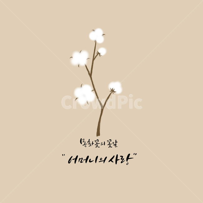 목화,목화일러스트,부모님,목화그림,목화꽃말,엄마,꽃말캘리그라피,꽃말캘리,꽃,꽃그림,꽃일러스트,캘리그라피,캘리,어버이날,어머니의사랑,솜,하얀꽃,그래픽,일러스트레이션,graphic,illustration