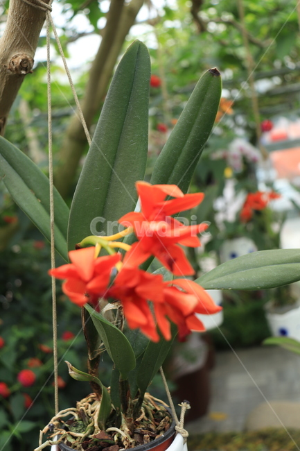 화려한,화사한,꽃,빨간색,flower,식물,자연,nature,plants,아름다운
