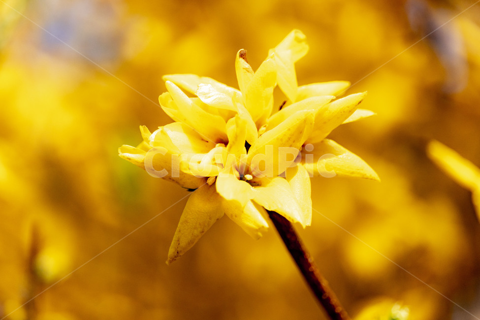 개나리,개나리꽃,노란개나리,forsythia,봄개나리꽃,봄,계절,spring,season,식물,자연,plants,nature,꽃,flower,plant