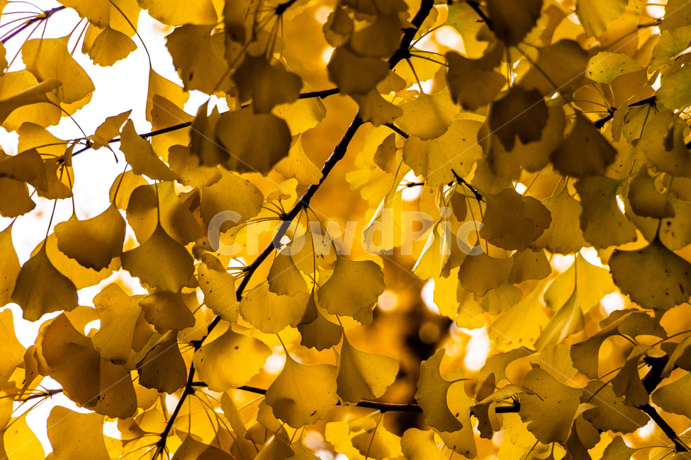 은행,은행나무,은행잎,은행숲,은행나무숲,가을,계절,fall,autumn,season,식물,자연,plants,nature,plant,leaf,잎