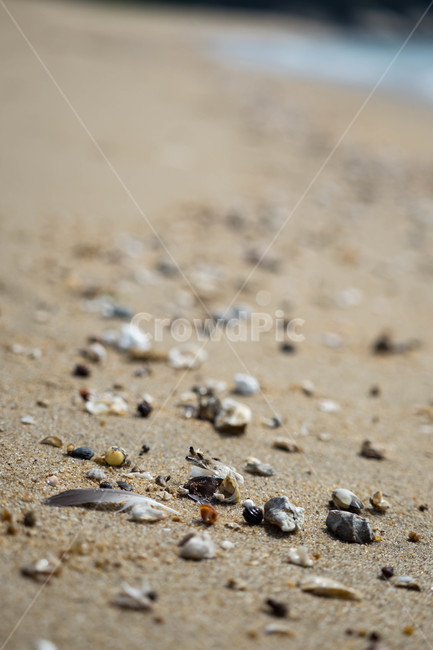 덕적도,자연,조개,바다,조화,해변,바다,beach,sea