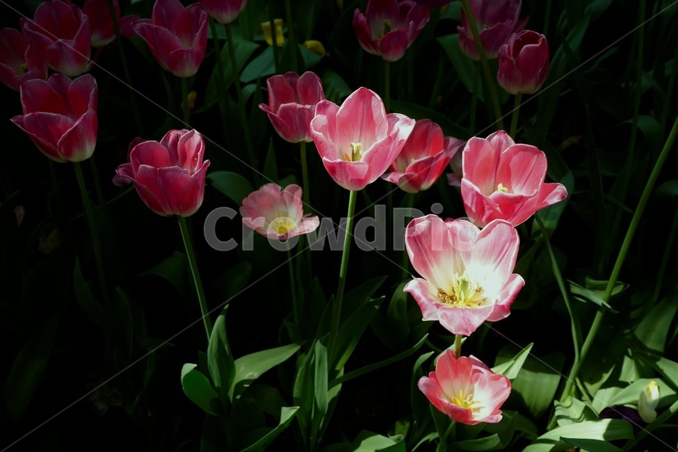 튤립,봄,bloom,꽃,식물,자연,화사함,꽃향기,tulip,colorful,floral,flower,gardenflowers,happymind,life,nature,plant,springlife,bud,꽃봉오리,fullbloom,정원,spring