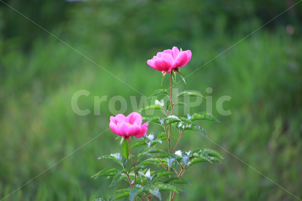 작약,여름,접사,자연,풍경,식물,자연,plants,nature,꽃,flower
