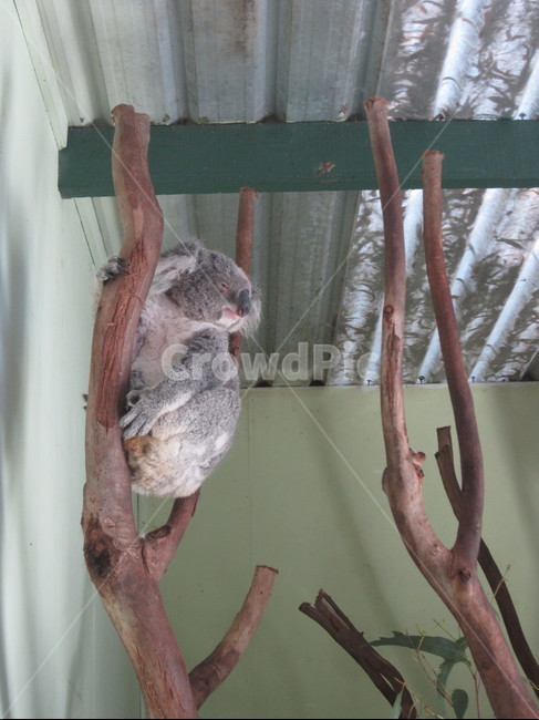 koala,코알라,animal,동물,호주,동물,animal,포유류,mammal