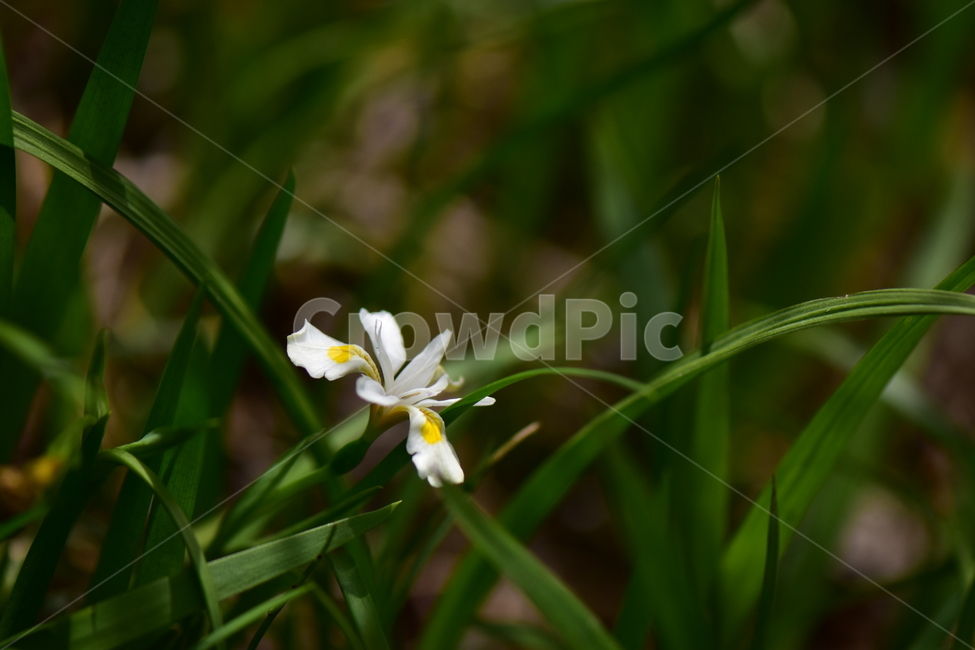 노랑무늬붓꽃,야생화,꽃,식물,자연,생태,플라워,wildflower,flower,plants,nature,season,감성,느낌,emotion,feeling