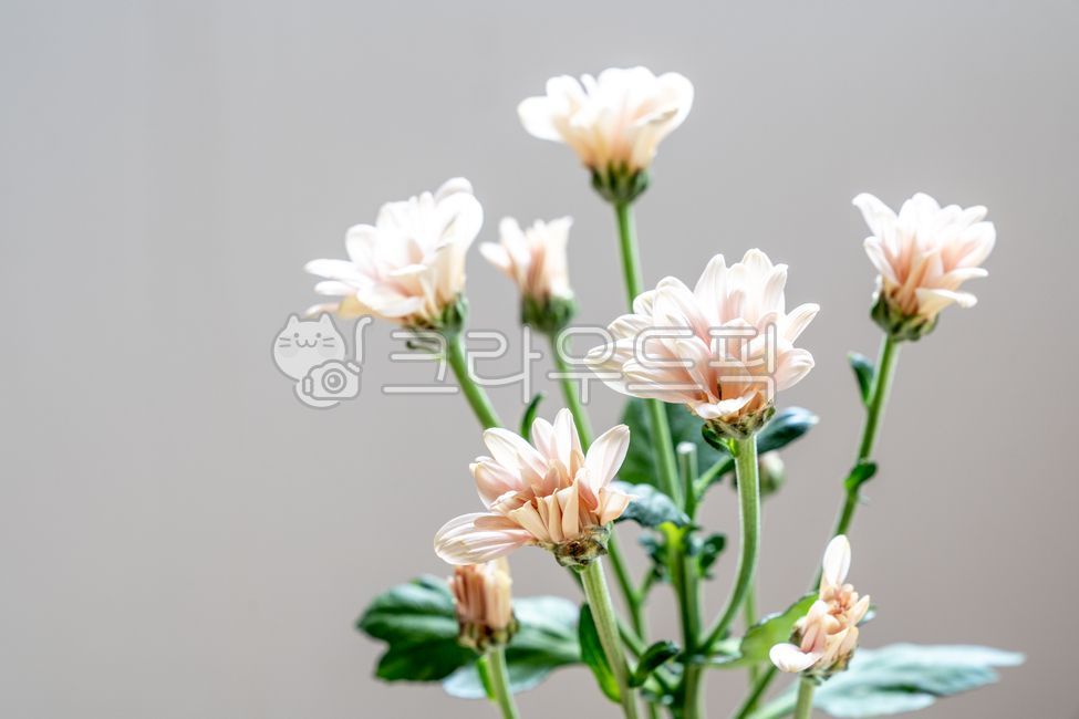 꽃,꽃잎,생화,꽃향기,꽃가게,꽃시장,꽃다발,생물,꽃꽂이,flower,petal,소국,국화,핑크꽃,분홍꽃,pink,가을국화,가을,가을꽃,autumn,fall