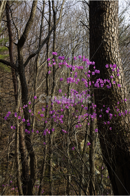 진달래,꽃,식물,숲,분홍,분홍색,봄,flower,spring,봄,계절,spring,season,식물,자연,plants,nature,꽃,flower,나무,trees,wood,plant