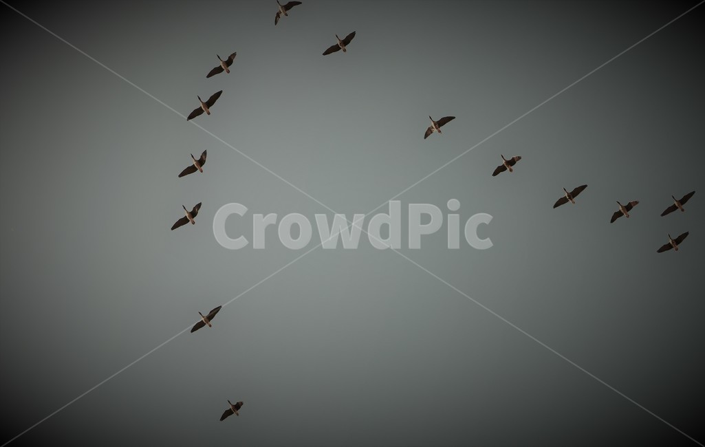 기러기,철새,가을,들녘,들판,동물,animal,조류,새,birds