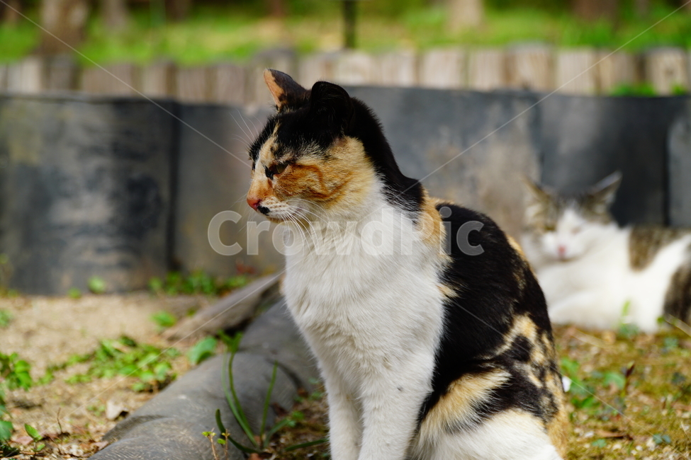고양이,길고양이,동물,포유류,cat,animal,야옹,냐옹,야옹이,냐옹이,삼색고양이,4월,봄,april,spring,풍경,landscape,alleycat,짐승,식물,꽃밭,화단,동물,animal,포유류,mammal,고양이,cat,kitten,kitty