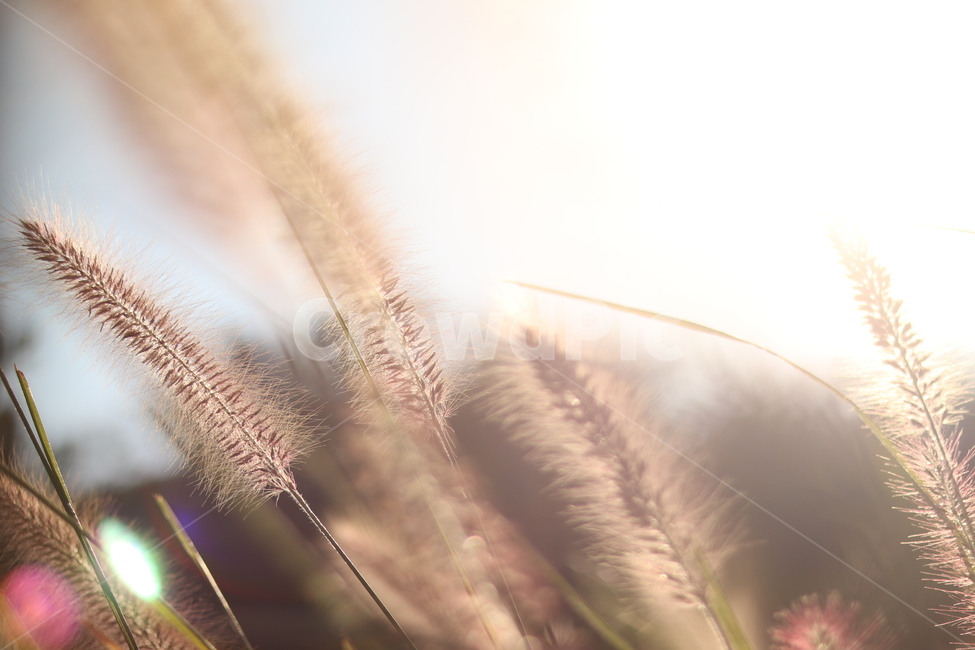 강아지풀,햇빛,가을,따뜻함,따스함,갈대,억새,가을,계절,fall,autumn,season,식물,자연,plants,nature,감성,sensible,feeling,grass,잔디,plant,lawn,reed