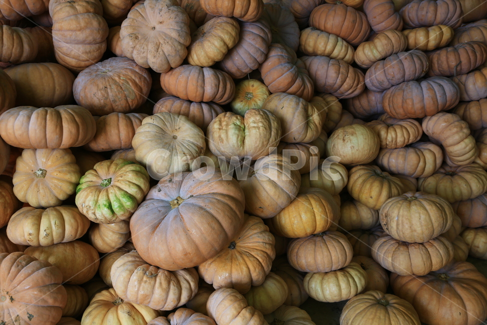 plant,식물,호박,단호박,식재료,채소,음식,수확,애호박
