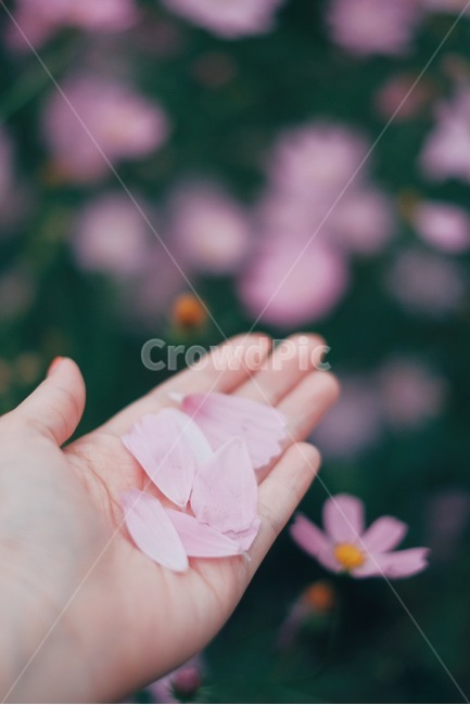 코스모스,가을,꽃,손,감성사진,꽃잎,가을,계절,fall,autumn,season,꽃,flower,사람,인물,인간,human,person,신체일부,몸,body,감성,sensible,feeling,finger,손가락