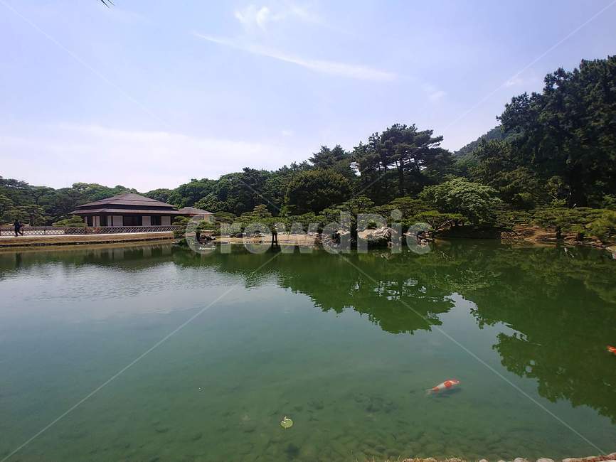 연못,호수,호숫가,정원,공원,식물,수중식물,초록,lake,plant,garden,gardenning,gardenpark,park