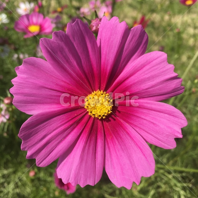 가을,꽃,분홍꽃,코스모스,자연,배경,가을,계절,fall,autumn,season,식물,자연,plants,nature,꽃,flower,plant