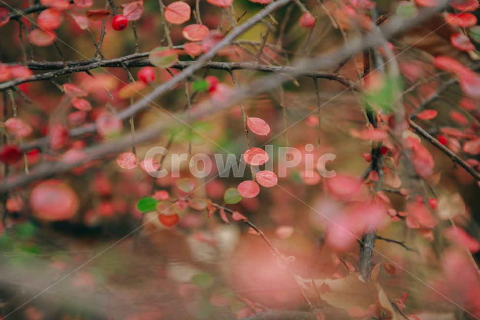명자나무,꽃,풀,붉은,빨간,잎사귀,식물,자연,plants,nature