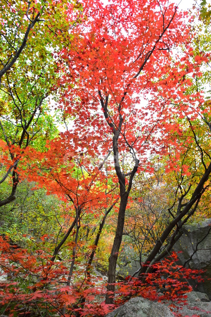 가을,단풍,자연,풍경,북한산,잎,단풍잎,붉은,나무,계절,계곡,숲,힐링,plant,fall,autumn,season,forestnature,landscape,한국자연풍경,한국자연경관,korea,tree,maple,leaf,가을,계절,fall,autumn,season,자연,풍경,nature,landscape,식물,plants,나무,trees,wood