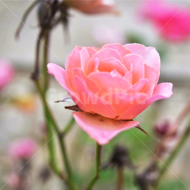 여름,꽃,분홍,첫사진,장미,식물,자연,plants,nature,꽃,flower,감성,sensible,feeling,색깔,색상,색채,색감,color sense,color sensitivity,feeling of color