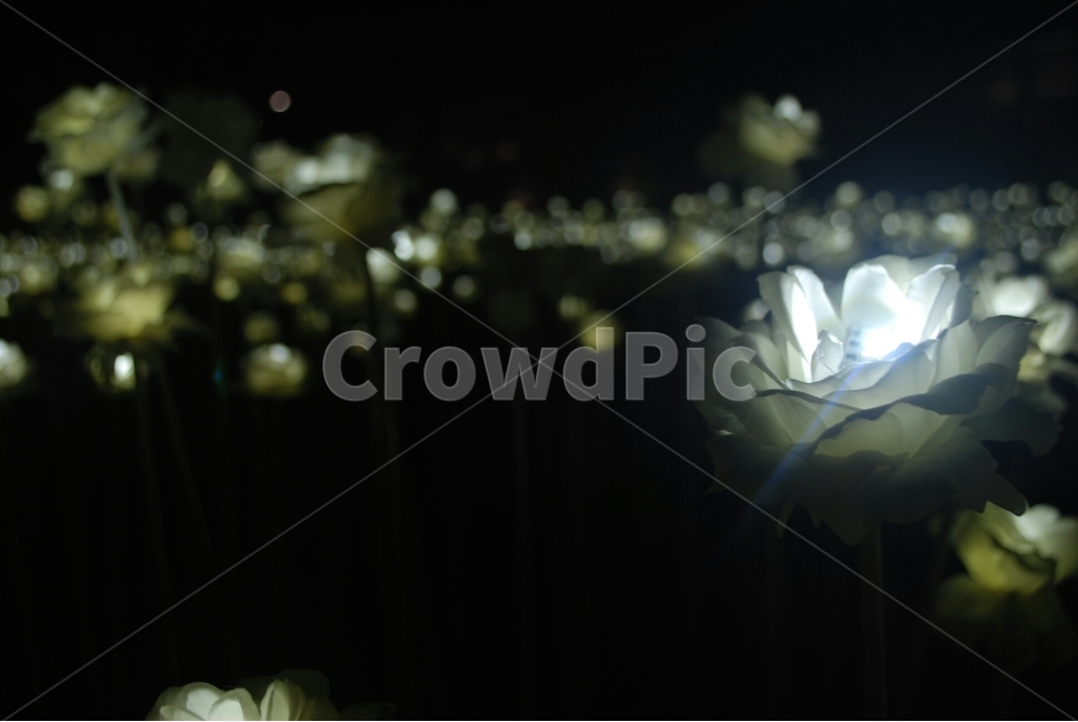 동대문ddp,ddp,꽃,flower,조명꽃