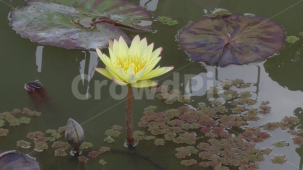 꽃,노란색,꽃잎,연잎,그림자,자연,가을,식물,자연,plants,nature,꽃,flower