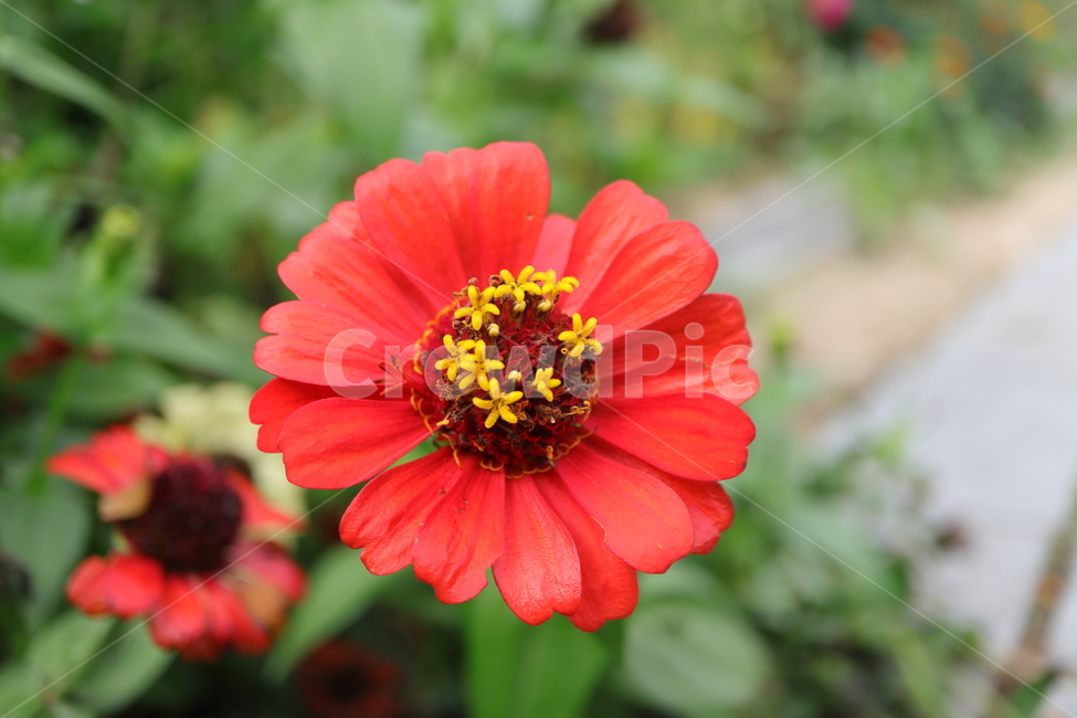 plant,식물,백일홍,zinnia,ninniaelegans,붉은색백일홍,국화과,속씨식물,쌍떡입식물,초롱꽃목,원예종
