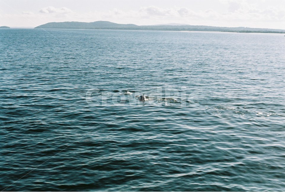 돌고래,바다,물,수영,자연,물고기,지느러미,호수,여름,풍경,dolphin,sea,summer,swim,동물,바다생물,물결,파랑,자연,풍경,nature,landscape,동물,animal,포유류,mammal