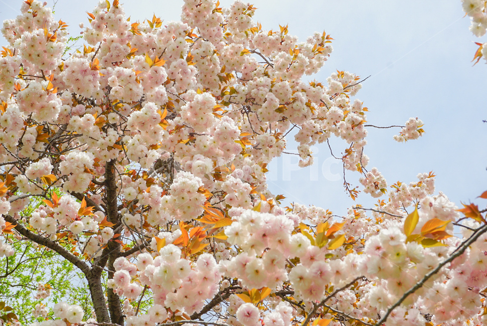 겹벚꽃,벚꽃,식물,꽃,봄꽃,나무,자연,flower,nature,봄,봄,계절,spring,season,식물,자연,plants,nature,꽃,flower,plant,blossom