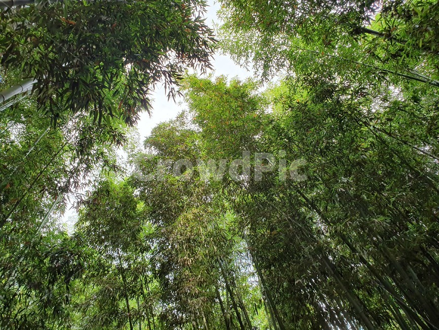대나무,대나무숲,산책길,자연,풍경,치유,힐링,숲,대숲