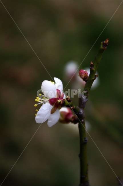 꽃,flower,매화,봄,spring,계절,식물,plant,식물,자연,plants,nature,꽃,flower