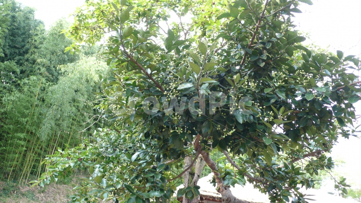 상록수,사철나무,대나무,나무,자연,초록,녹색,식물,자연,plants,nature,나무,trees,wood
