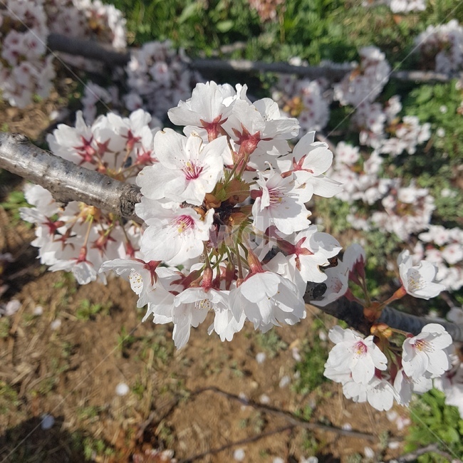 벚꽃,봄,사쿠라,꽃잎,나무,꽃,벚꽃나무,봄꽃