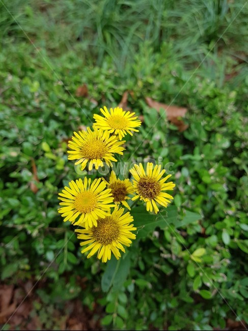 노랑색,꽃,plant,식물,flower,식물,자연,plants,nature,꽃,flower